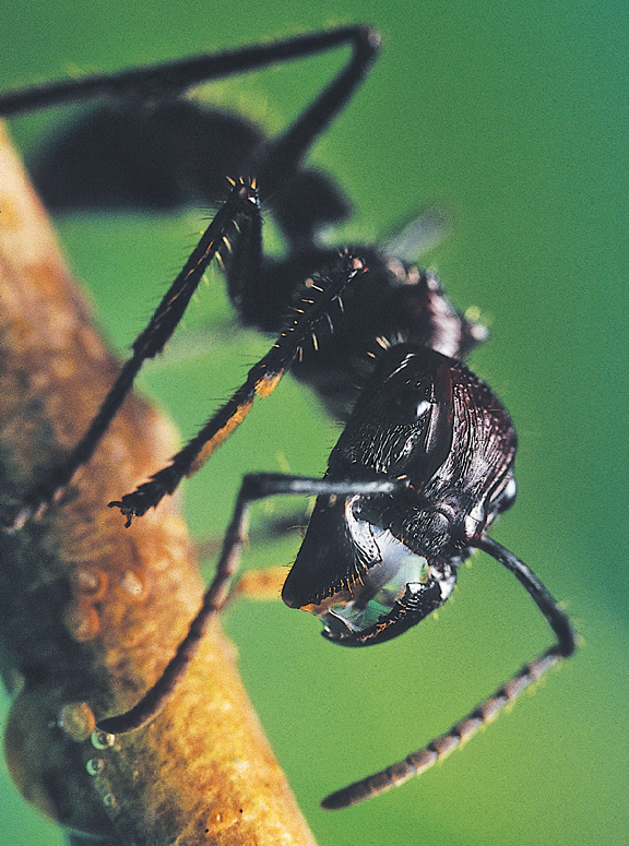 Fotografia. Animal de cor preta com o corpo dividido em cabeça, tronco, com 3 pares de pernas, e abdômen em cima de um galho. Na cabeça, em primeiro plano na imagem, um par de antenas, olhos e uma estrutura bucal desenvolvida.