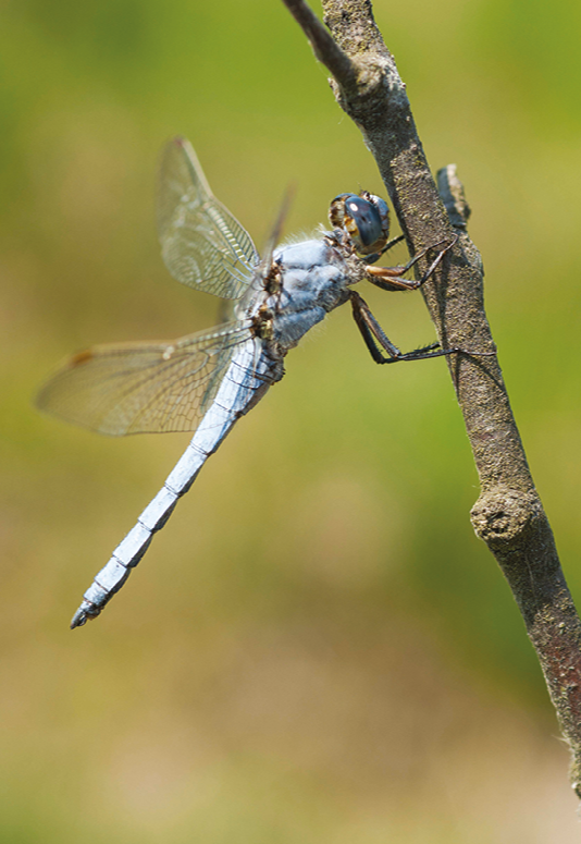Fotografia. Animal de corpo esbranquiçado alongado, com dois pares de asas transparentes, apoiado em um galho.