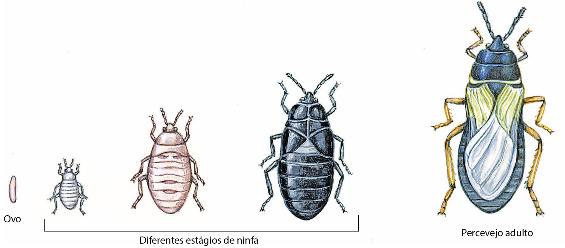 Esquema. Sequência de imagens da metamorfose incompleta do percevejo. Ovo: estrutura em forma de pequeno bastão. Em seguida três diferentes estágios de ninfa, em que o animal apresenta corpo segmentado, seis pernas e duas antenas: o primeiro é menor e cinza, o segundo é de tamanho médio e marrom e o terceiro é maior, preto. Por último, percevejo adulto, com seis pernas, duas antenas e asas dispostas ao longo do corpo na região dorsal.