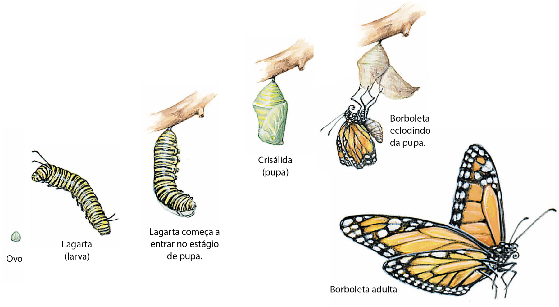 Esquema. Sequência de imagens da metamorfose completa da borboleta. Ovo: estrutura esférica esbranquiçada. Lagarta (larva) alongada, segmentada, com pernas na região ventral do corpo. Lagarta começa a entrar no estágio de pupa: lagarta presa em um galho, começando a se curvar. Crisálida (pupa): um casulo pendurado em um galho. Borboleta eclodindo da pupa: borboleta com as asas amassadas, laranja e preta, saindo do casulo. Borboleta adulta: borboleta laranja, amarela e preta com as asas abertas, antenas finas e estrutura bucal fina dobrada formando uma espiral na frente da cabeça.