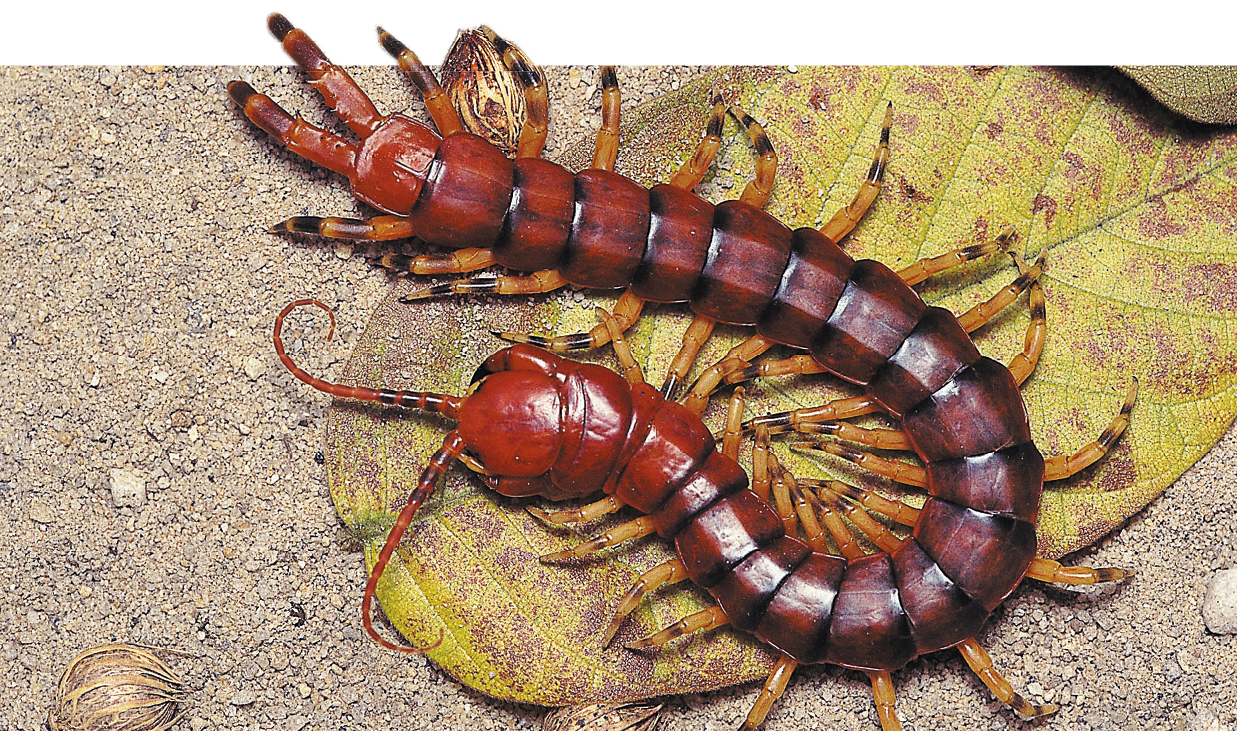 Fotografia. Animal de corpo alongado e segmentado de cor marrom sobre uma folha. A cabeça apresenta um par de antenas, o tronco apresenta um par de estruturas pontiagudas no primeiro segmento corporal e um par de pernas amareladas por segmento.