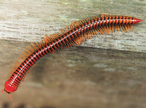 Fotografia. Animal de corpo cilíndrico, alongado, segmentado e de coloração vermelha com faixas pretas em uma madeira. A cabeça tem um par de antenas curtas em relação ao corpo e o corpo apresenta um número elevado de pernas.