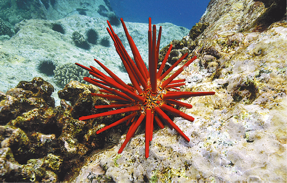 Fotografia. Animal apoiado em corais no fundo do oceano. Tem região central arredondada de coloração amarelada de onde saem projeções longas e finas de cor vermelha.