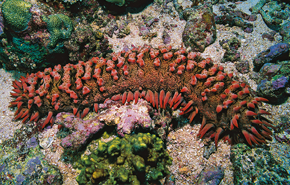 Fotografia. Animal de corpo alongado e cilíndrico de cor marrom com protuberâncias avermelhadas no fundo do mar.