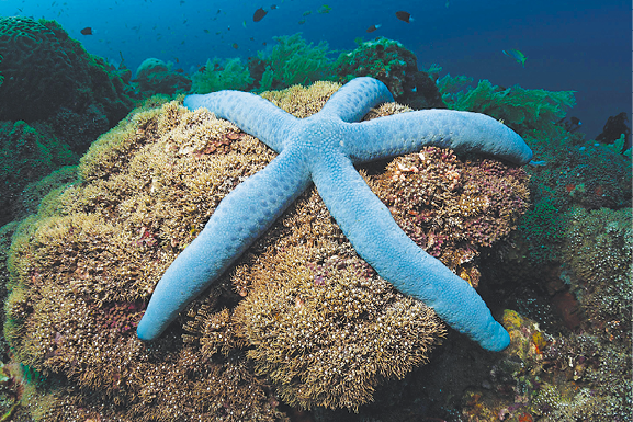 Fotografia. Estrela-do-mar azulada com cinco braços. Os braços são mais longos em relação ao pequeno diâmetro da parte central do corpo que conecta todos os braços.