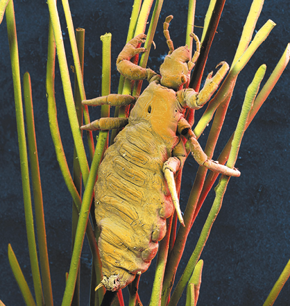 Fotografia. Imagem de animal de corpo achatado com seis pernas e abdômen segmentado, em fios de cabelo. Animal observado ao microscópio.