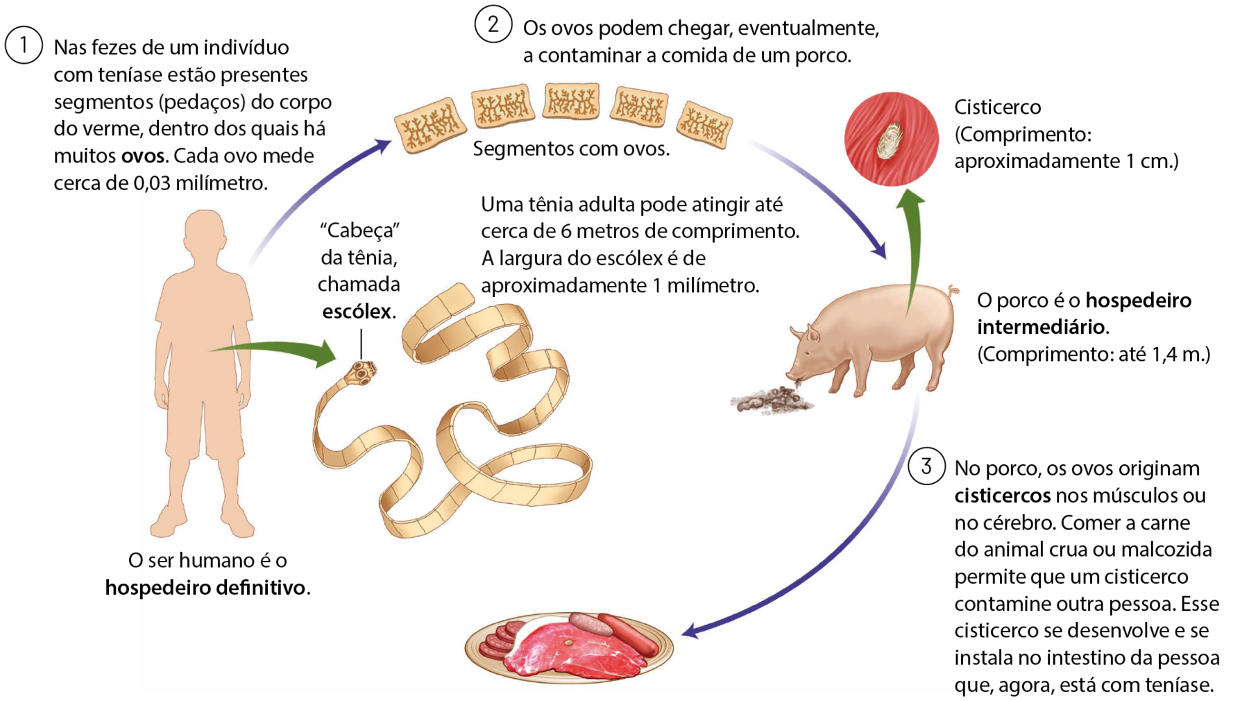 Esquema. Silhueta de uma pessoa. O ser humano é o hospedeiro definitivo. Seta verde saindo da região do intestino da pessoa, indicando um verme comprido, achatado. Na extremidade anterior: “Cabeça” da tênia, chamada escólex. Uma tênia adulta pode atingir até cerca de 6 metros de comprimento. A largura do escólex é de aproximadamente 1 milímetro. 1: Nas fezes de um indivíduo com teníase estão presentes segmentos (pedaços) do corpo do verme, dentro dos quais há muitos ovos. Cada ovo mede cerca de 0,03 milímetro.  Do ser humano, seta azul para cinco retângulos com fios emaranhados dentro. Segmentos com ovos. 2: Os ovos podem chegar, eventualmente, a contaminar a comida de um porco. Seta azul para um porco se alimentando. O porco é o hospedeiro intermediário. (Comprimento: até 1,4 metro.). Destaque para um cisticerco, estrutura oval, na musculatura do porco. Cisticerco (Comprimento: aproximadamente 1 centímetro.) Seta azul para um prato com carnes. 3: No porco, os ovos originam cisticercos nos músculos ou no cérebro. Comer a carne do animal crua ou malcozida permite que um cisticerco contamine outra pessoa. Esse cisticerco se desenvolve e se instala no intestino da pessoa que, agora, está com teníase.