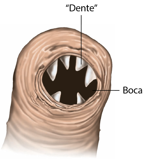 Esquema. Detalhe da extremidade anterior de um ancilóstomo. Na cavidade circular, representando a boca, há estruturas pontiagudas, os dentes.