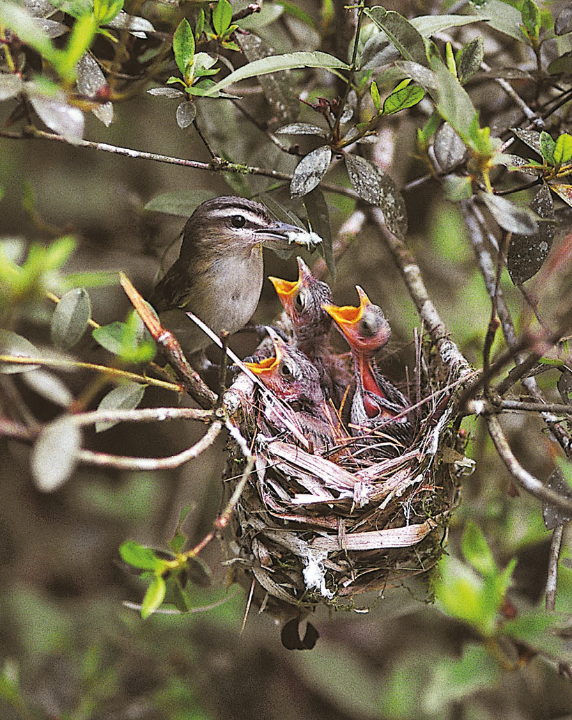 Fotografia. Ave marrom segurando comida no bico. Ela está em um galho de árvore e na frente dele tem um ninho de palha com três filhotes, todos com o bico aberto.