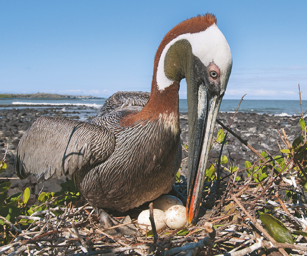 Fotografia. Pelicano, ave grande e com bico alongado, sentado em cima de um ninho de palha com ovos.