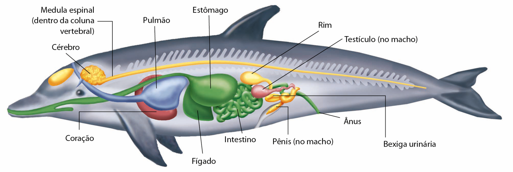 Esquema. Anatomia interna de um golfinho. Na parte anterior do corpo, cérebro, de onde sai cordão que percorre toda a extensão do corpo: a medula espinal (dentro da coluna vertebral). Pulmão. Coração. Fígado. Estômago, que liga ao intestino e termina no ânus. Testículo (no macho), pênis (no macho), rim e bexiga urinária.
