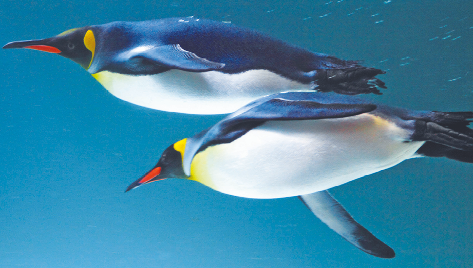 Fotografia. Dois pinguins com a barriga branca, dorso, cabeça e nadadeiras pretas e bico vermelho nadando.