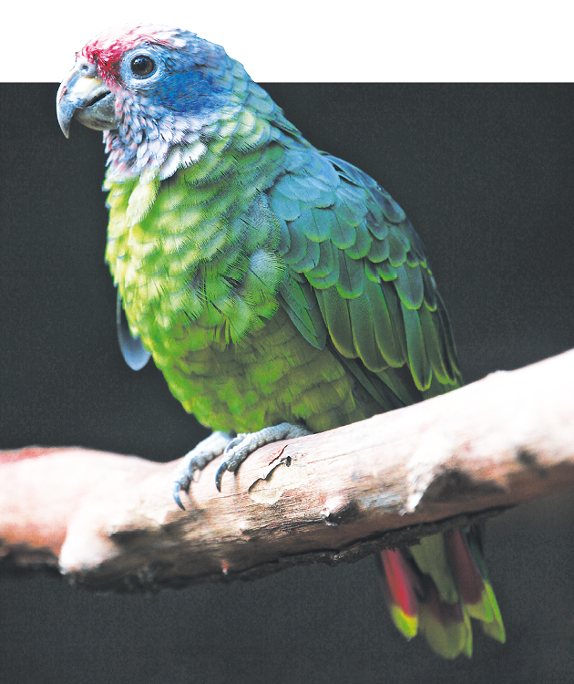 Fotografia. Papagaio, com penas verdes no peito e penas azuis na cabeça e nas asas, empoleirado em um galho