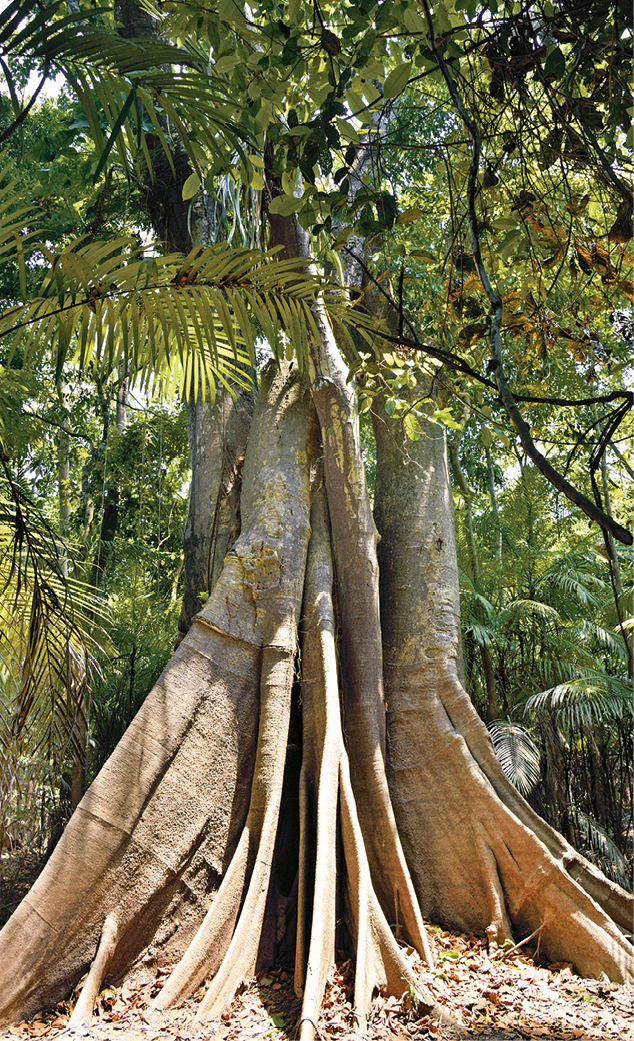 Fotografia. Árvore de tronco longo e robusto e raízes em forma de tábuas, dando mais firmeza à árvore.