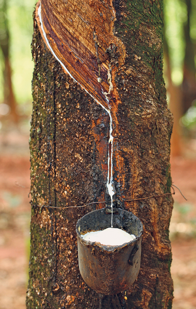 Fotografia. Corte no tronco de uma árvore. Do corte escorre um líquido branco que pinga em um pote preso no tronco.
