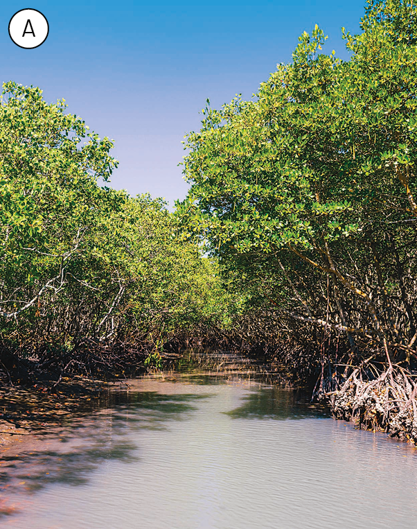 Fotografia. Imagem A. Área de manguezal com árvores com caules com prolongamentos laterais que ajudam a prender a planta no solo lamacento.