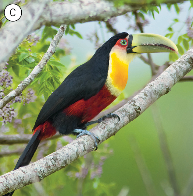 Fotografia. Imagem C. Ave com asas e cauda pretas, peito amarelo e barriga e região ao redor dos olhos vermelhas. O bico é alongado, curvo e tem cor verde.