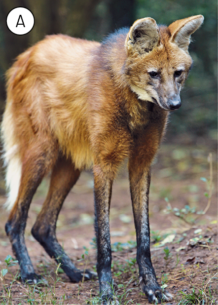 Fotografia. Imagem A. Lobo-guará, animal que se assemelha a um cachorro, mas com pernas compridas, focinho mais fino e orelhas maiores sempre em pé, com pelos dourados. Fotografia. Imagem