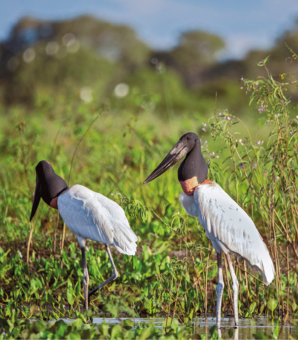 Fotografia. Dois tuiuiús, aves com asas brancas, uma faixa laranja no pescoço, e cabeça preta. Elas são aves grandes, de pernas compridas e bicos longos e finos na cor preta.