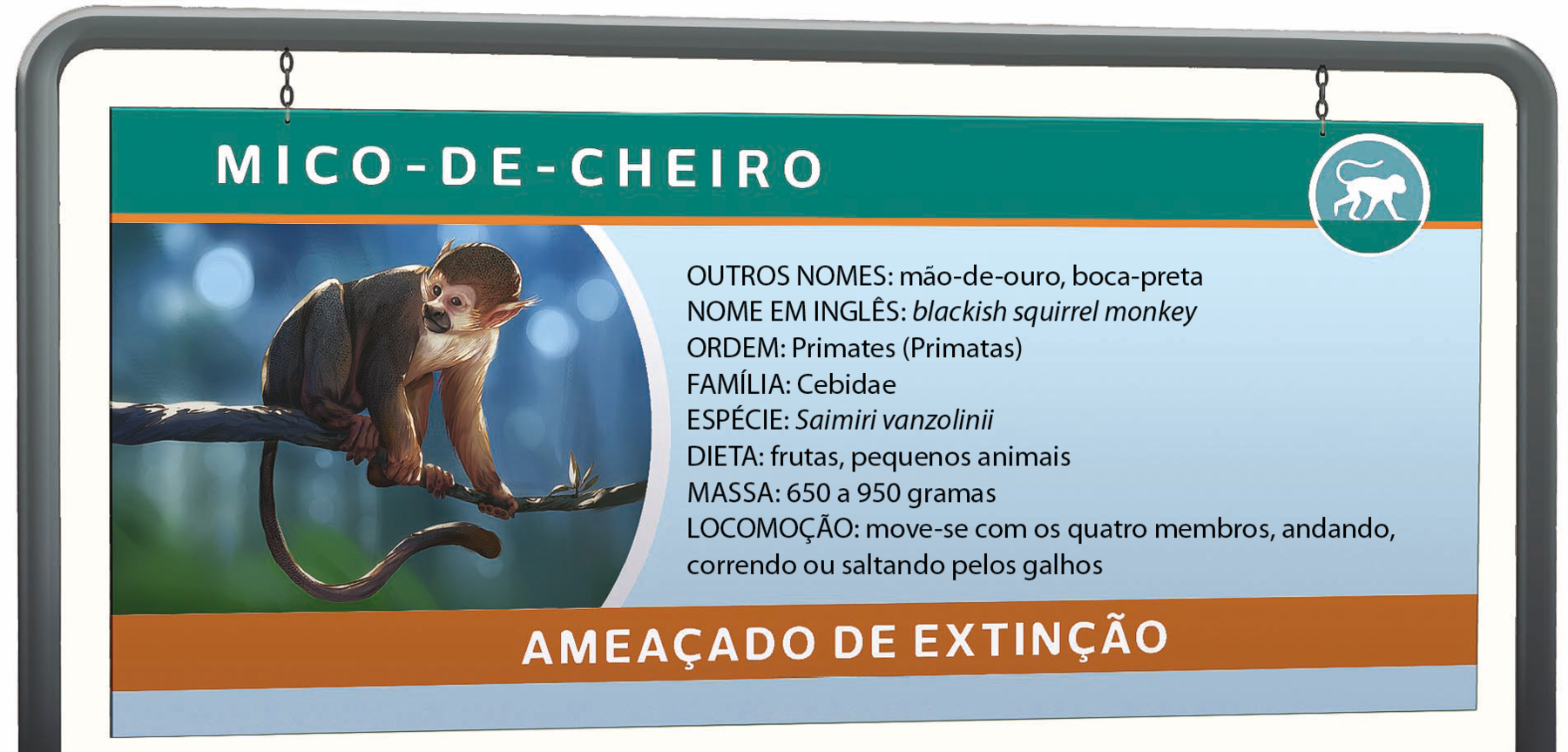 Ilustração. Placa com informações a respeito de um macaco de cor marrom acinzentado, região ventral do troco e rosto com cor bege e cauda fina e longa e uma imagem  dele sobre galho. No topo da placa, há o texto: Mico-de-cheiro. Ao lado da imagem do animal, texto: OUTROS NOMES: mão‑de‑ouro, boca‑preta. NOME EM INGLÊS: blackish squirrel monkey. ORDEM: Primates (Primatas). FAMÍLIA: Cebidae. ESPÉCIE: Saimiri vanzolinii. DIETA: frutas, pequenos animais. MASSA: 650 a 950 gramas. LOCOMOÇÃO: move‑se com quatro membros, andando, correndo ou saltando pelos galhos.
A placa apresenta uma tarja colorida com a informação Ameaçado de extinção.