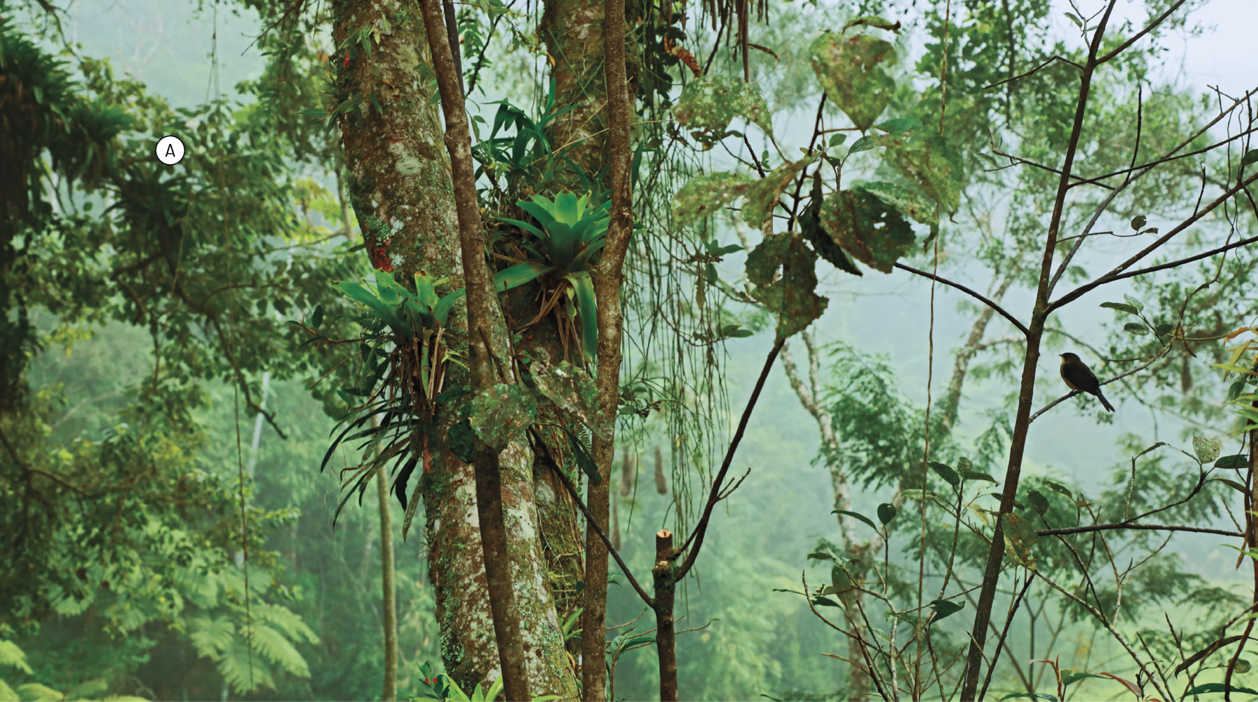 Fotografia A. Floresta com muitas árvores diferentes, plantas sobre troncos de árvores e aves em galhos.