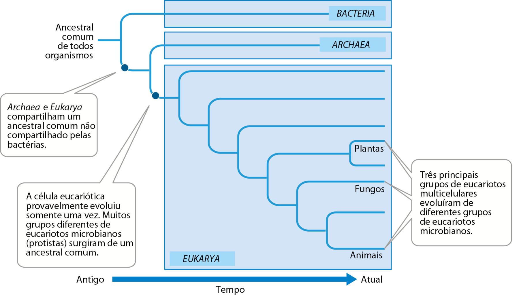 Esquema.  Uma seta para a direita indica tempo, do Antigo para o Atual. Relações entre os seres vivos representadas por fios conectados na forma de um cladograma, com três blocos azuis representando os domínios 'Bacteria', 'Archaea' e 'Eukarya'. Na base dos ramos do cladograma, à esquerda, indicação do ancestral comum a todos os grupos de seres vivos. Dele,  bifurcam-se dois ramos: 'Bacteria' e um ramo indicando ancestral comum entre Archaea e Eukarya sinalizado por um ponto e pelo texto 'Archaea e Eukarya compartilham um ancestral comum não compartilhado pelas bactérias.'  Desse ponto, bifurcam-se os ramos: 'Archaea' e ancestral comum a todos os Eucarya, sinalizado por um ponto e pelo texto: 'A célula eucariótica provavelmente evoluiu somente uma vez. Muitos grupos diferentes de eucariotos microbianos (protistas) surgiram de um ancestral comum.' Nas pontas dos ramos, à direita do esquema, estão representados os ramos 'Plantas', 'Fungos' e 'Animais' com o texto: 'Três principais grupos de eucariotos multicelulares evoluíram de diferentes grupos de eucariotos microbianos.'