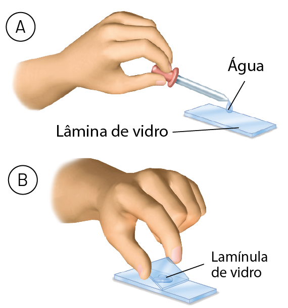 Ilustração. A. Destaque para a mão de uma pessoa colocando uma gota de água com um conta-gotas sobre uma lâmina de vidro. B. Destaque para a mão de uma pessoa colocando uma lamínula de vidro sobre a lâmina.