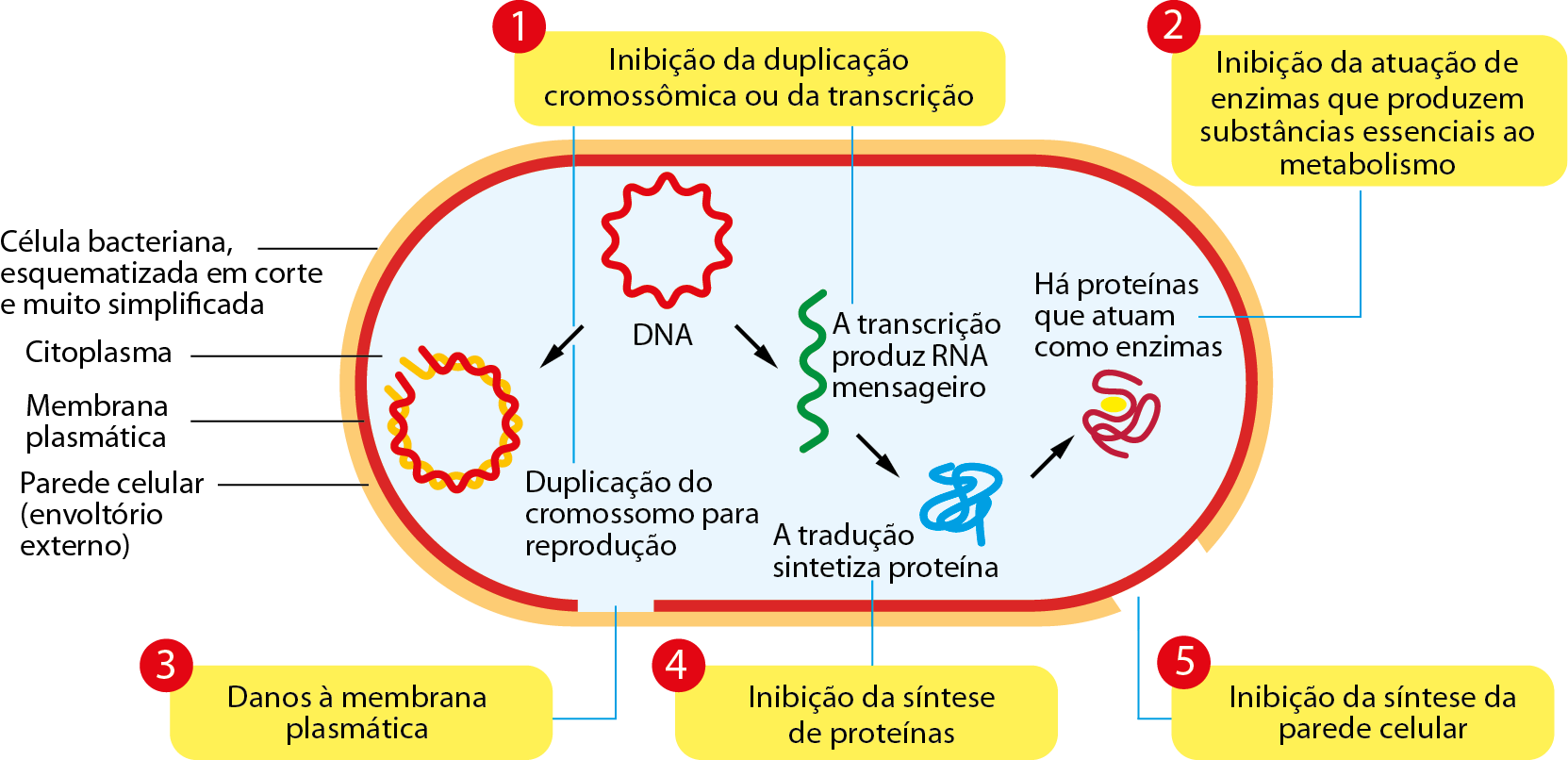 Ilustração. Uma estrutura ovalada representando a "Célula bacteriana, em corte e muito simplificada". No envoltório alaranjado mais externo, linha de chamada e texto: "Parede celular (envoltório externo)". Em um ponto a parede celular está interrompida. Logo abaixo da parede celular, outro envoltório, colorido em vermelho, linha de chamada e texto: "Membrana plasmática". Em um ponto, a membrana plasmática está interrompida. No interior da célula, linha de chamada e texto: "Citoplasma". No interior do citoplasma, uma estrutura circular e espiralada na cor vermelha: "DNA". Do DNA, seta para a esquerda indica uma segunda estrutura circular espiralada semi aberta vermelha e amarela. Texto: "Duplicação do cromossomo para a reprodução". Do DNA, seta para a direita indica uma linha espiralada verde com o texto: "A transcrição produz RNA mensageiro". Dessa estrutura, seta para a direita para uma estrutura enovelada na cor azul: "A tradução sintetiza proteína". Da proteína, seta para a direita, indicando uma estrutura enovelada vermelha: "Há proteínas que atuam como enzimas". Quadros indicando a ação de antibióticos na célula bacteriana. "1. Inibição da duplicação cromossômica ou da transcrição". "2. Inibição da atuação de enzimas que produzem substâncias essenciais ao metabolismo". "3. Danos à membrana plasmática". "4. Inibição da síntese de proteínas". "5. Inibição da síntese da parede celular".