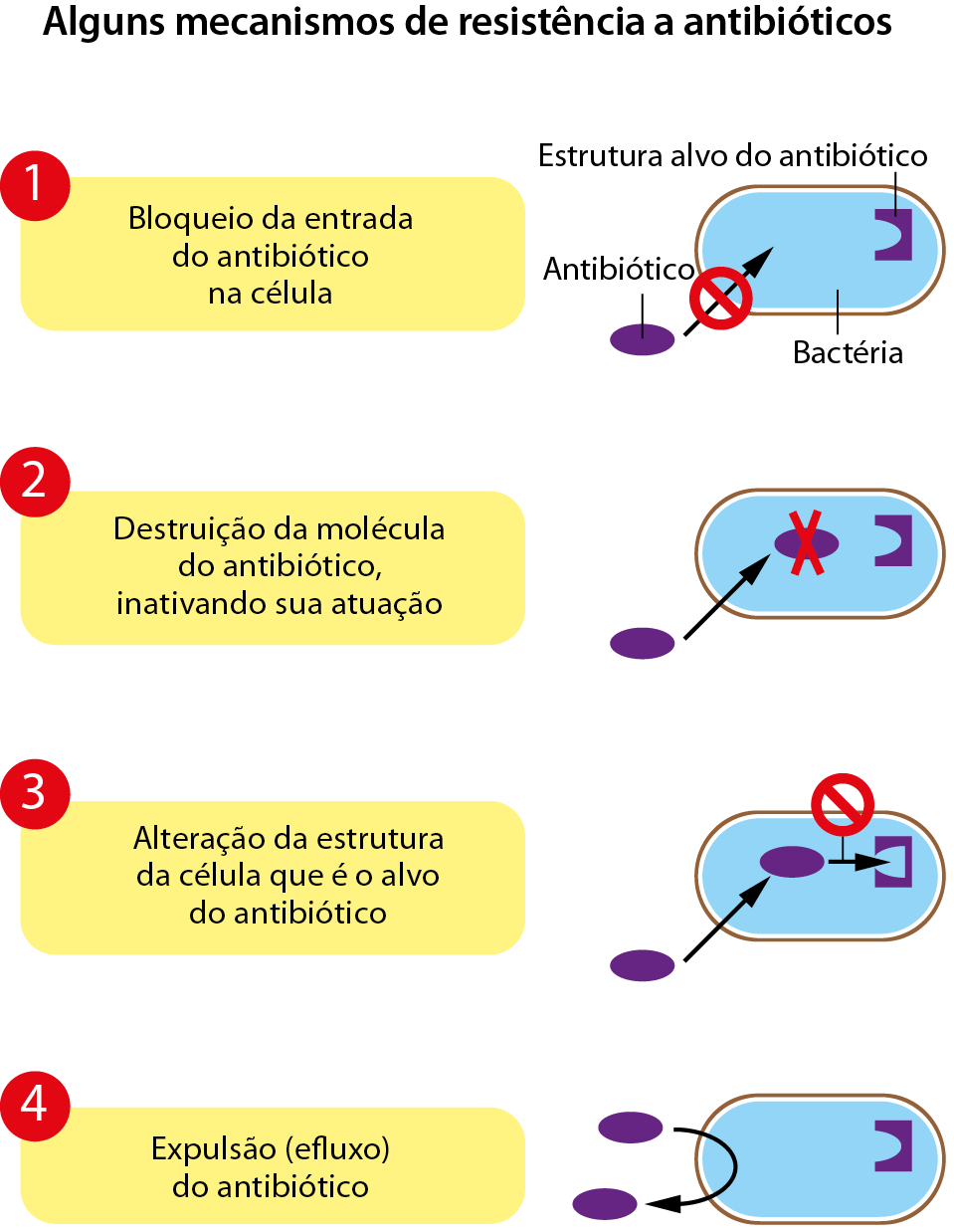 Ilustração. Antibiótico representado por um disco roxo e estrutura alvo do antibiótico (no interior da célula bacteriana) representado por um C invertido roxo. Célula bacteriana representada por uma estrutura ovalada. 1. Bloqueio da entrada do antibiótico na célula. Esquema com antibiótico fora da célula e corte vermelho sobre a seta que indica entrada na célula, sinalizando que o antibiótico não penetrou na célula bacteriana. 2. Destruição da molécula do antibiótico, inativando sua atuação. Esquema com seta indicando a entrada do antibiótico na célula, mas um X sobre o disco roxo dentro da célula. 3. Alteração da estrutura da célula que é o alvo do antibiótico. Esquema com seta indicando a entrada do antibiótico na célula, mas um risco vermelho sobre a seta que indica a ligação do disco roxo com a estrutura alvo do antibiótico. 4. Expulsão (efluxo) do antibiótico. Seta indicando a entrada e a saída do disco roxo na célula.