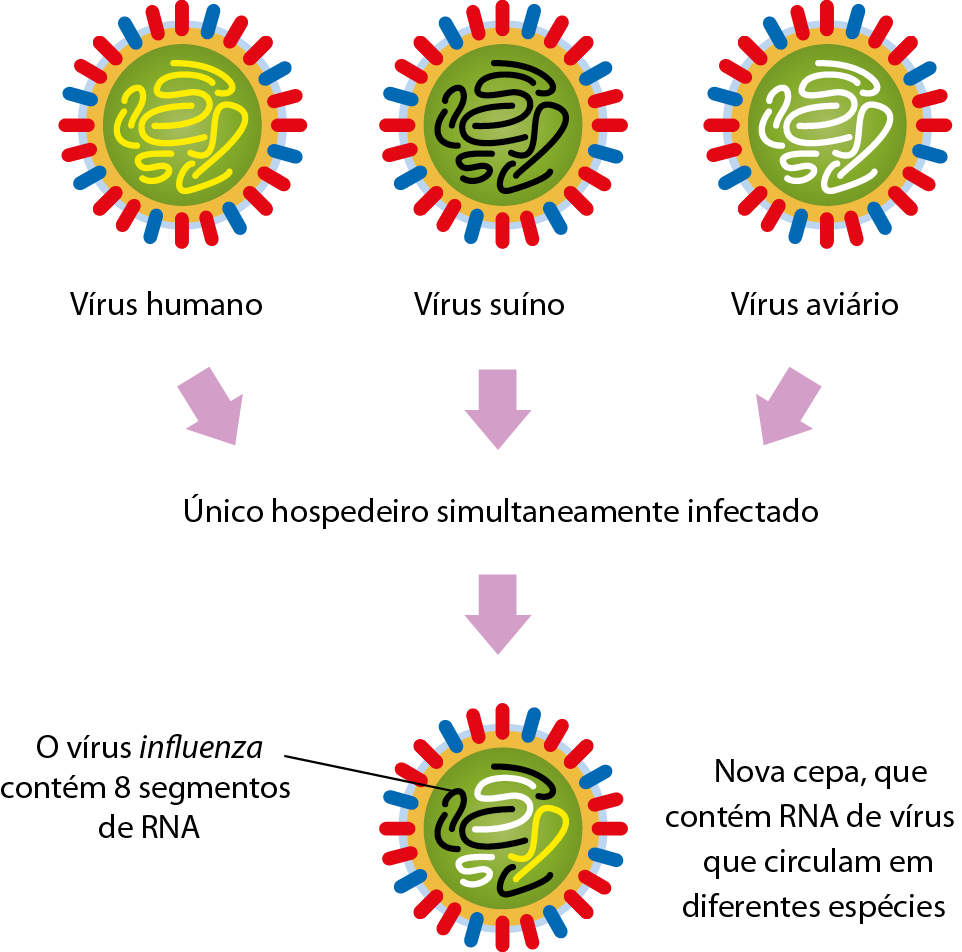 Ilustração. Três diferentes vírus representados por estruturas esféricas com coroa de espinhos coloridos de azul e vermelho. O que diferencia os três vírus é a cor do material genético: vírus humano: amarelo; vírus suíno: preto e vírus aviário, branco. Setas saindo dos vírus e indicando que todos têm um Único hospedeiro simultaneamente infectado. Seta para uma estrutura esférica com a coroa de espinho colorida e material genético nas cores branca, preta e amarela. Texto: O vírus influenza contém 8 segmentos de RNA. Nova cepa, que contém RNA de vírus que circulam em diferentes espécies.