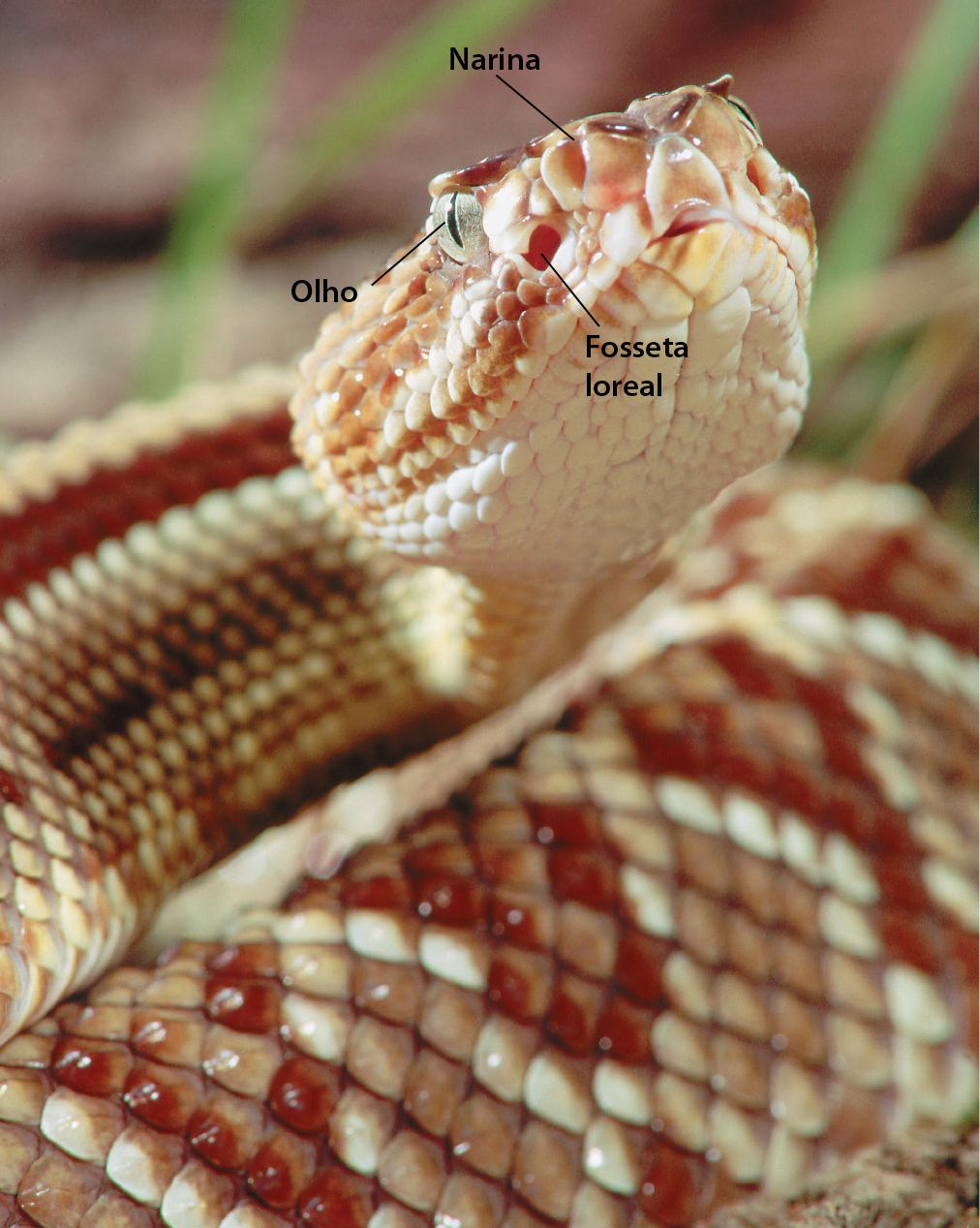 Fotografia. Detalhe da cabeça de uma serpente, com escamas de cores branca, rosa e vermelho, indicando o olho, a narina e a fosseta loreal, orifício entre o olho e a narina.