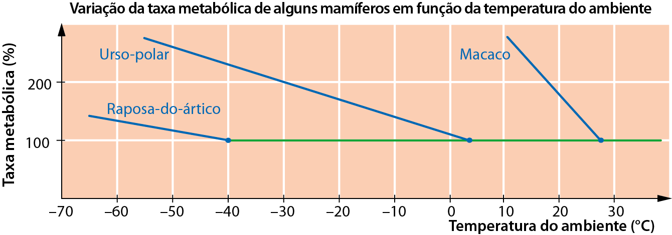 Gráfico. Gráfico de linhas da variação da taxa metabólica de alguns mamíferos em função da temperatura ambiente. No eixo vertical, Taxa metabólica (porcentagem), com pontos 0, 100 e 200. No eixo horizontal, temperatura do ambiente (grau Celsius, com indicação dos pontos de menos 70 a 30. Para a raposa-do-ártico, a taxa metabólica mais alta corresponde a cerca de 150 porcento em torno de menos 65 graus Celsius e a reta azul correspondente vai reduzindo até a taxa metabólica de 100 porcento a uma temperatura de menos 40 graus Celsius, mantendo-se constante independente do aumento de temperatura, como mostrado pela reta horizontal em verde. Para o urso-polar, a taxa metabólica mais alta corresponde a mais de 250 porcento com temperatura de cerca de menos 55 graus Celsius e a reta azul reduz até a taxa metabólica de 100 porcento ao redor de 2 graus Celsius, mantendo-se constante na mesma reta horizontal verde. Para o macaco, a taxa metabólica a 10 graus Celsius corresponde a mais de 250 porcento do valor basal e a reta azul correspondente reduz até a temperatura crítica inferior próximo dos 28 graus Celsius.