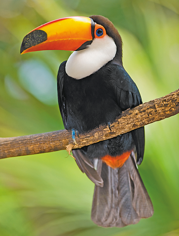 Fotografia. Um tucano, ave de penas pretas, pescoço branco e bico alongado e levemente curvado para baixo, de cor laranja com detalhes em preto, empoleirado no galho de uma árvore.