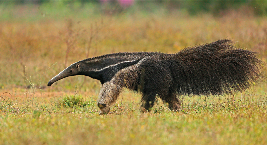 Fotografia. Tamanduá, animal com pelagem marrom, focinho comprido e uma cauda bastante peluda, caminhando em meio à vegetação rasteira.