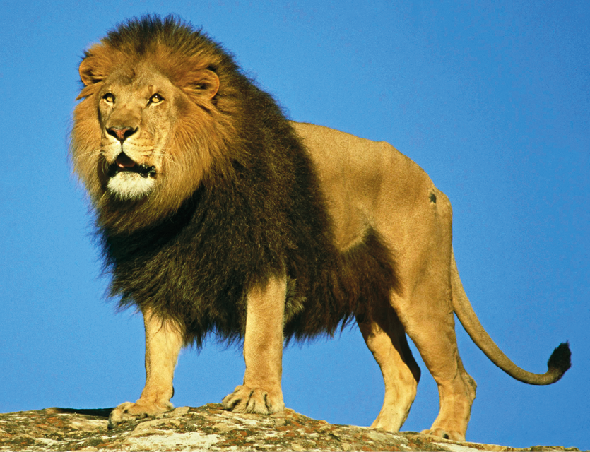 Fotografia. Felino de grande porte, com patas largas e compridas, rabo fino, longo e com a ponta preta e com juba exuberante em cima de uma rocha.