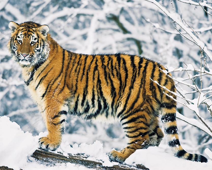 Fotografia. Felino de grande porte com colocação alaranjada e faixas pretas, em um ambiente coberto por neve.