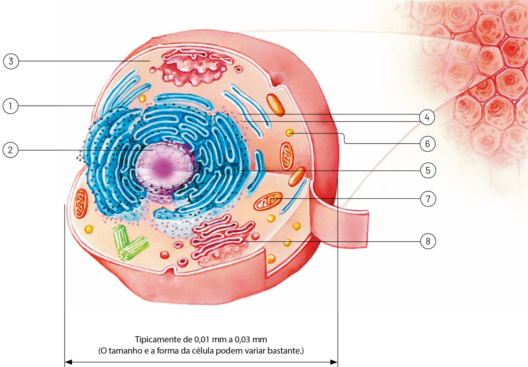 Esquema. Uma célula animal representada por uma estrutura arredondada e rosada, em corte, para mostrar suas partes internas. No interior, há diversas organelas, indicadas por linhas de chamada e números que vão de 1 a 8: 1: camada que reveste externamente a célula. 2: estrutura arredondada localizada no centro da célula, colorida em roxo. 3: região onde ficam mergulhadas as diversas estruturas celulares, colorida em rosa claro. 4: estruturas arredondadas e pequenas coloridas em azul escuro. 5: sistema de membranas ao redor e em continuidade com o núcleo, coloridas em azul. 6: estruturas arredondadas dispersas no citoplasma, coloridas em amarelo. 7: estruturas ovoides, com sistema de membrana interno, coloridas em laranja. 8: sistema de membranas achatadas e coloridas em vermelho.  Abaixo da figura da célula, cota indicando o tamanho celular: Tipicamente de 0,01 milímetro a 0,03 milímetro (o tamanho e forma da célula podem variar bastante) e descrição das estruturas representadas.