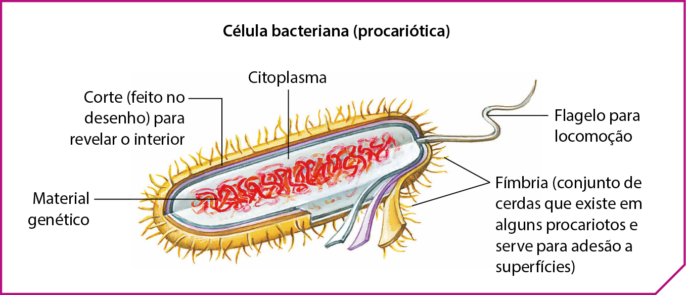 Ilustração. Imagem de uma célula bacteriana, de formato oval alongado, em corte para revelar o interior. A camada externa é amarela com cerdas, linha de chamada para: Fímbria (estruturas de adesão). No interior da célula, há o citoplasma representado pela cor azul claro. Mergulhado no Citoplasma, há o Material genético, representado por fios entrelaçados, coloridos em vermelho. Saindo de uma das extremidades da célula bacteriana há uma estrutura alongada, maior que as cerdas, com uma linha de chamada para: Flagelo para locomoção.