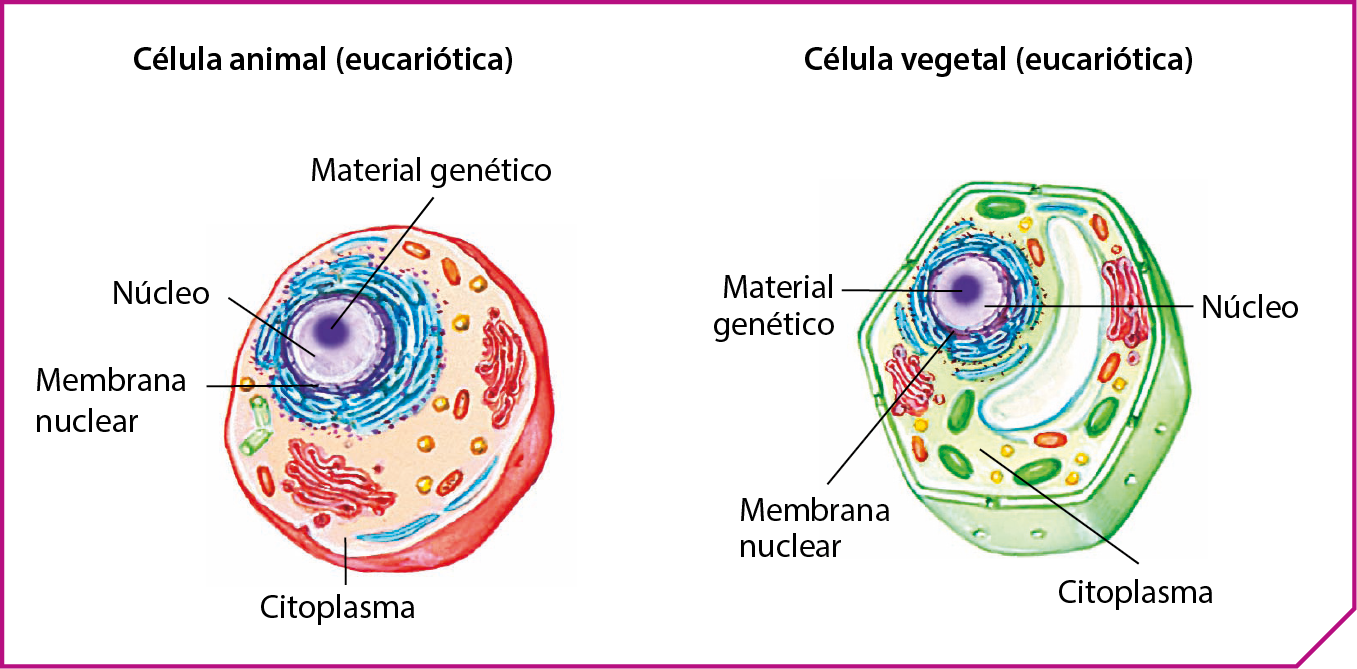 Esquema. Duas células: uma animal e outra vegetal. A célula animal, à esquerda, em corte para revelar seu interior.  Externamente, a célula é revestida por uma membrana colorida em rosa. Internamente, há o citoplasma, onde ficam mergulhadas diversas estruturas. No centro do citoplasma, há uma estrutura arredondada colorida em roxo (núcleo), com uma estrutura arredondada mais escura, (material genético). Envolvendo externamente o núcleo, há uma membrana colorida em roxo escuro (membrana nuclear). Esquema. A célula vegetal, à direita, em corte para revelar seu interior. Externamente, a célula é revestida por uma membrana colorida em verde. Internamente, há o citoplasma onde ficam mergulhadas diversas estruturas. No centro do citoplasma, há uma estrutura arredondada colorida em roxo (núcleo), com uma estrutura arredondada mais escura, (material genético). Envolvendo externamente o núcleo, há uma membrana colorida em roxo escuro (membrana nuclear).