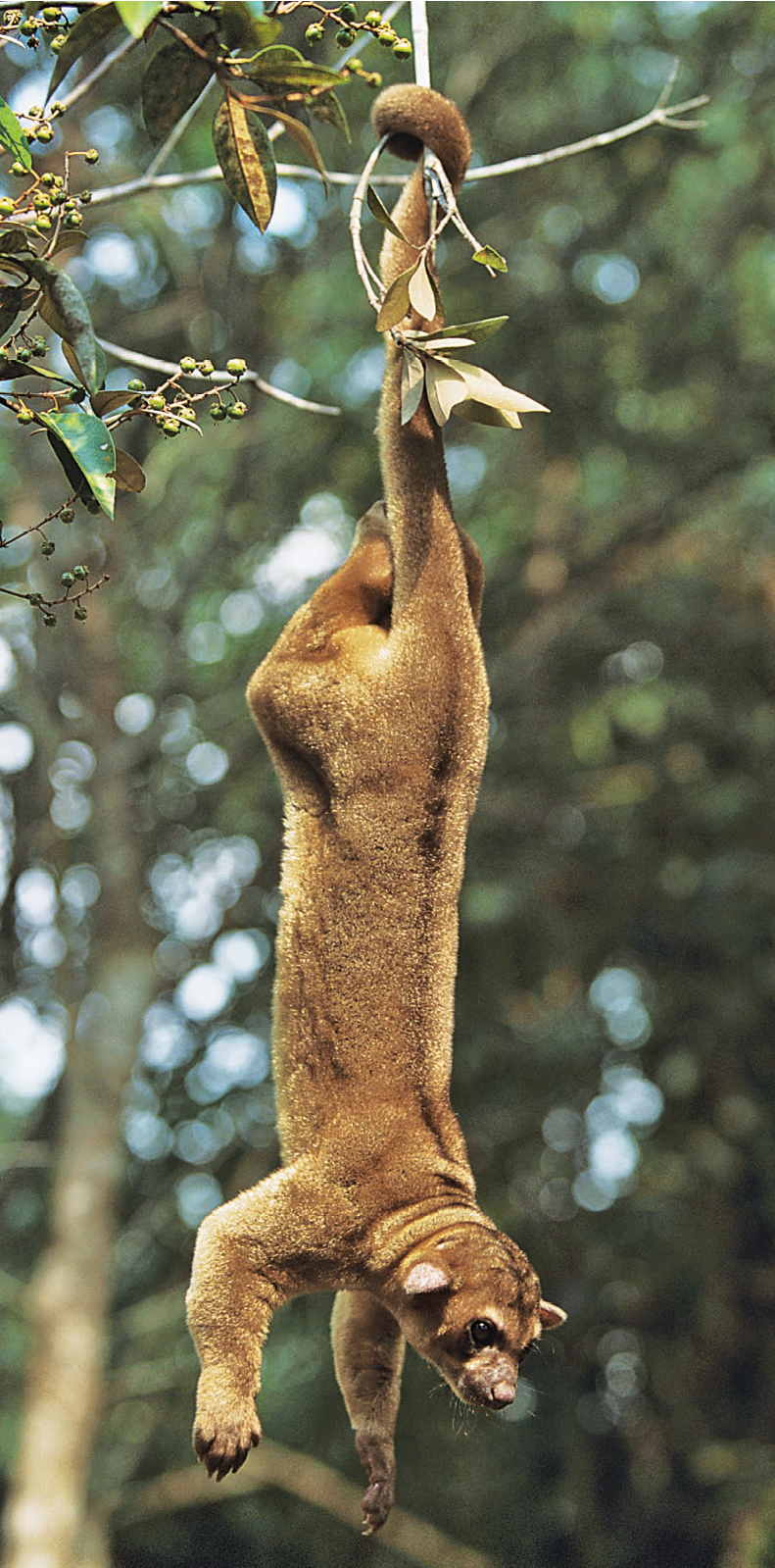 Fotografia. Jupará, animal com pelugem marrom-avermelhada. Ele está de cabeça para baixo, pendurado em um galho pela sua longa cauda