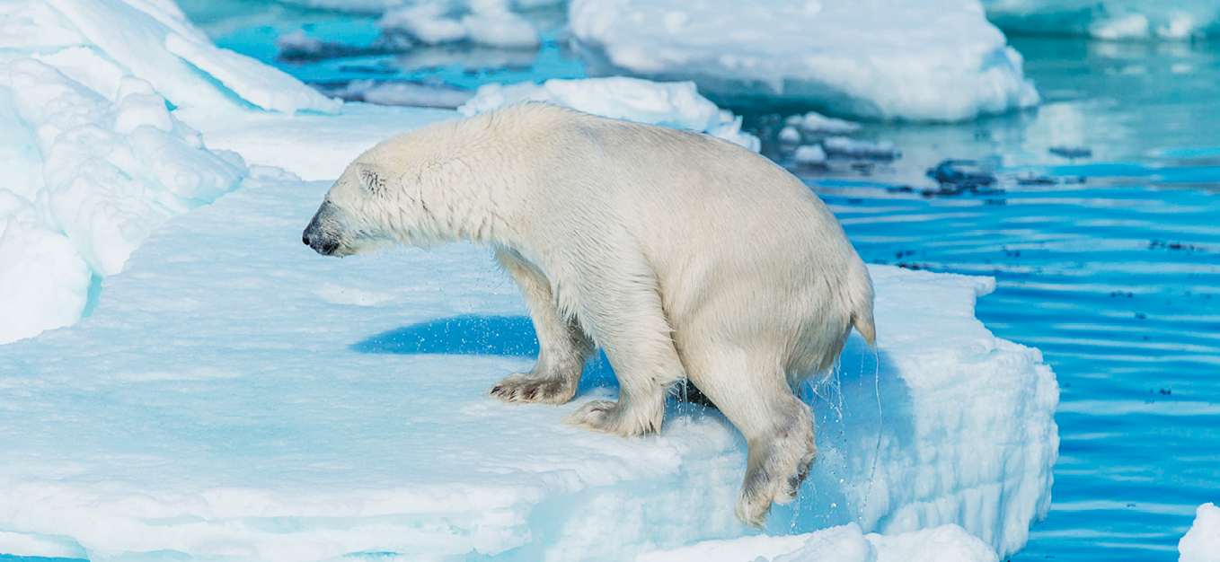 Fotografia. Urso, animal grande com a pelagem branca e focinho de coloração preta. Ele está de pé em cima de uma bloco de gelo. Ao redor há outros blocos de gelo flutuando sobre o oceano.