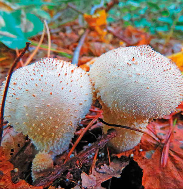 Fotografia. Dois cogumelos brancos com pequenos pontos amarelados em sua superfície. Eles crescem no solo, ao redor de folhas caídas amarronzadas.