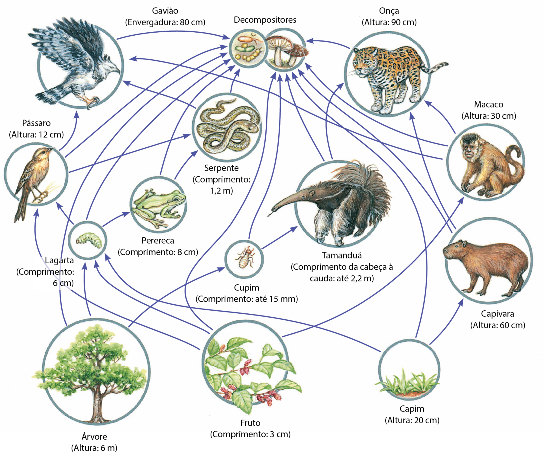 Esquema. Esquema simplificado de uma teia alimentar em ambiente terrestre com setas conectando os seguintes elementos: gavião (envergadura: oitenta centímetros), decompositores, onça (altura: noventa centímetros), pássaro (altura: doze centímetros), serpente (comprimento: um metro e vinte centímetros), macaco (altura: trinta centímetros), lagarta (comprimento: seis centímetros), perereca (comprimento: oito centímetros), cupim (comprimento: até quinze milímetros), tamanduá (comprimento da cabeça à cauda: até dois metros e vinte centímetros), capivara (altura: sessenta centímetros), árvore (altura: seis metros), fruto (comprimento: três centímetros) e capim (altura: vinte centímetros). As relações estabelecidas: árvore tem setas para decompositores, lagarta e cupim. Fruto tem seta para pássaro, lagarta, decompositores, macaco. Capim tem seta para lagarta, decompositores, capivara. Lagarta tem seta para pássaro, decompositores, perereca. Cupim tem seta para decompositores, tamanduá. Capivara tem seta para decompositores, onça. Pássaro tem seta para gavião, decompositores e serpente. Perereca tem seta para decompositores, serpente. Tamanduá tem seta para decompositores, onça. Macaco tem seta para gavião, decompositores, onça. Gavião tem seta para decompositores. Serpente tem seta para gavião e decompositores. Onça tem seta para: decompositores.