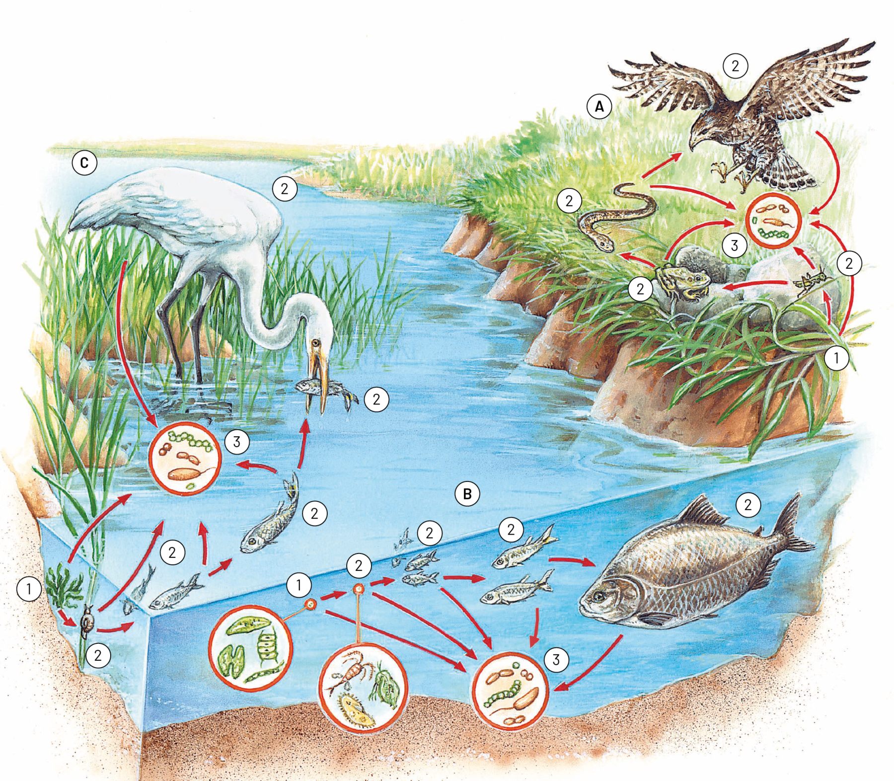 Esquema. Representação de três cadeias alimentares existentes em um lago ou próximas a ele (identificadas pelas letras A, B e C). No barranco, está ilustrada a cadeia alimentar A, com seis elementos. Do capim, setas para gafanhoto e decompositores. Do gafanhoto, setas para sapo e decompositores. Do sapo, setas para serpente e decompositores. Da serpente, setas para gavião e decompositores. Do gavião seta para decompositores. Nessa cadeia alimentar há números de um a três. O número um indica o produtor, no caso o capim. O número dois indica o consumidor, no caso o gafanhoto, o sapo, a serpente e o gavião. O número três indica os decompositores. No lago, está ilustrada a cadeia alimentar B, com seis elementos. Do fitoplâncton, uma seta para o zooplâncton e decompositores; do zooplâncton, uma seta para peixes pequenos e decompositores; dos peixes pequenos, uma seta para os peixes médios e decompositores; dos peixes médios, seta para o peixe grande e decompositores. Nessa cadeia alimentar há números de um a três. O número um indica o produtor, no caso o fitoplâncton. O número dois indica os consumidores, no caso o zooplâncton, os peixes pequenos, os peixes médios e o peixe grande. O número três indica os decompositores. Envolvendo o fundo do lago e a superfície, está ilustrada a cadeia alimentar C, com seis elementos. Da figura da planta aquática no fundo do lago sai uma seta para o caramujo; do caramujo, sai uma seta para os peixes pequenos; dos peixes pequenos sai uma seta para o peixe maior; do peixe maior sai uma seta para a garça. De todos saem setas para os decompositores. Nessa cadeia alimentar há números de um a três. O número um indica o produtor, no caso a planta aquática. O número dois indica os consumidores, no caso o caramujo, os peixes pequenos, o peixe maior e a garça. O número três indica os decompositores (fungos e bactérias microscópicos).