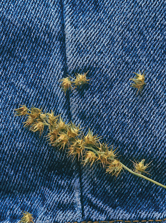 Fotografia. Estruturas verde amareladas com projeções finas e pontiagudas grudadas em um pedaço de tecido jeans.