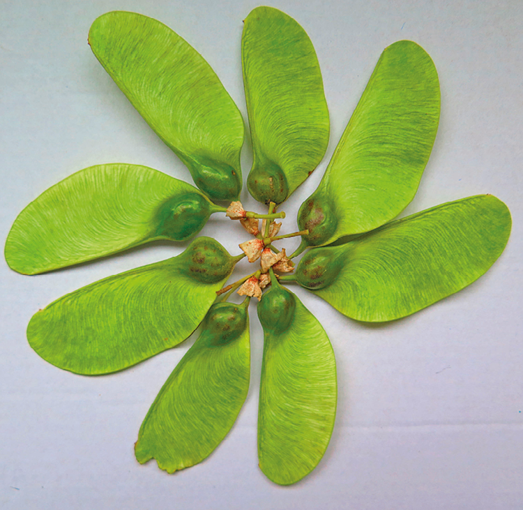 Fotografia. Estrutura formada por uma esfera verde com prolongamentos laterais de cor verde em tom mais claro.