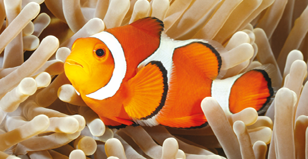 Fotografia. Pequeno peixe de corpo alaranjado com listras brancas, em meio a uma anêmona-do-mar.