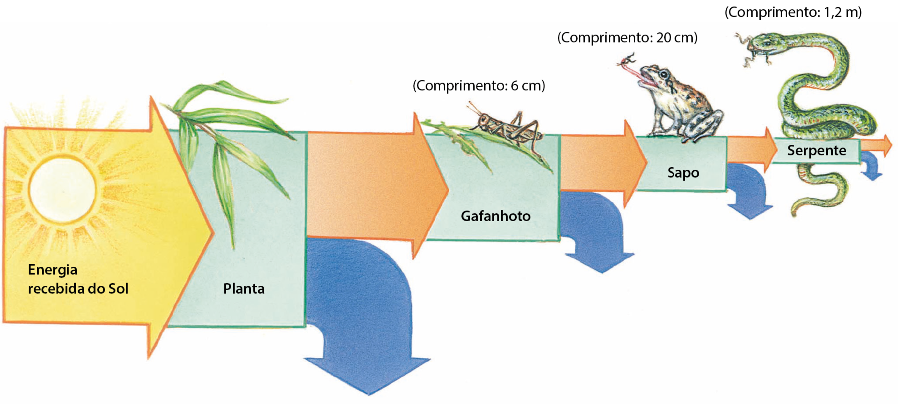 Esquema. Seta amarela e larga para à direita. Dentro, ilustração do Sol e texto: energia recebida do Sol. Em seguida, o desenho de uma planta dentro de uma forma retangular azul de mesma largura que a seta de energia recebida do Sol. Da planta sai uma seta azul voltada para baixo e uma seta laranja voltada à direita, ambas mais estreitas que a seta amarela (a largura das duas setas juntas é similar à largura da seta de energia recebida do Sol). Em seguida, desenho de um gafanhoto em uma forma retangular de mesma largura que a seta laranja que sai das plantas. Do gafanhoto sai uma seta azul para baixo e uma seta laranja para a direita, ambas mais estreitas que as setas anteriores. Em seguida, desenho de um sapo em uma forma retangular de mesma largura que a seta laranja que sai do gafanhoto. Do sapo sai uma seta azul para baixo e uma seta laranja para à direita, ambas mais estreitas que as setas anteriores. Em seguida, desenho de uma serpente em uma forma retangular de mesma largura que a seta laranja que sai do sapo. Da serpente sai uma seta azul para baixo e uma seta laranja para à direita. Essas setas são ainda mais estreitas.