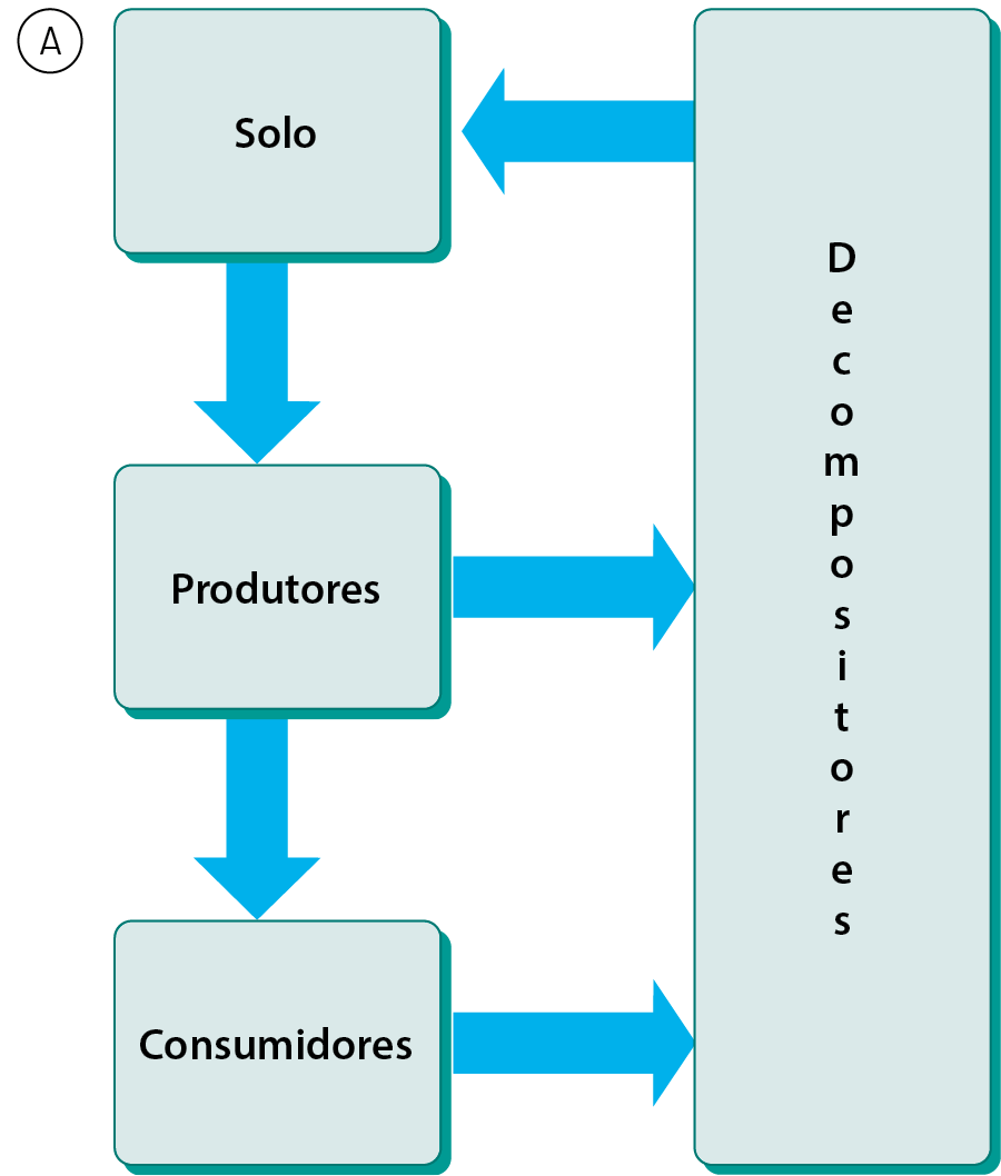 Esquema A. Solo, seta para produtores. Produtores, seta para consumidores e decompositores. Consumidores, seta para: decompositores. Decompositores, seta para: solo.