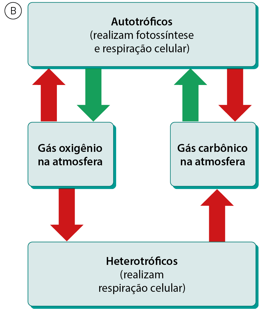 Esquema B. Autotróficos (realizam fotossíntese e respiração celular). Seta verde para Gás oxigênio na atmosfera e seta vermelha para Gás carbônico na atmosfera. Gás oxigênio na atmosfera, seta vermelha para autotróficos (realizam fotossíntese e respiração celular) e seta vermelha para Heterotróficos (realizam respiração celular). Gás carbônico na atmosfera, seta verde para Autotróficos (realizam fotossíntese e respiração celular). Heterotróficos (realizam respiração celular), seta vermelha para Gás carbônico na atmosfera.